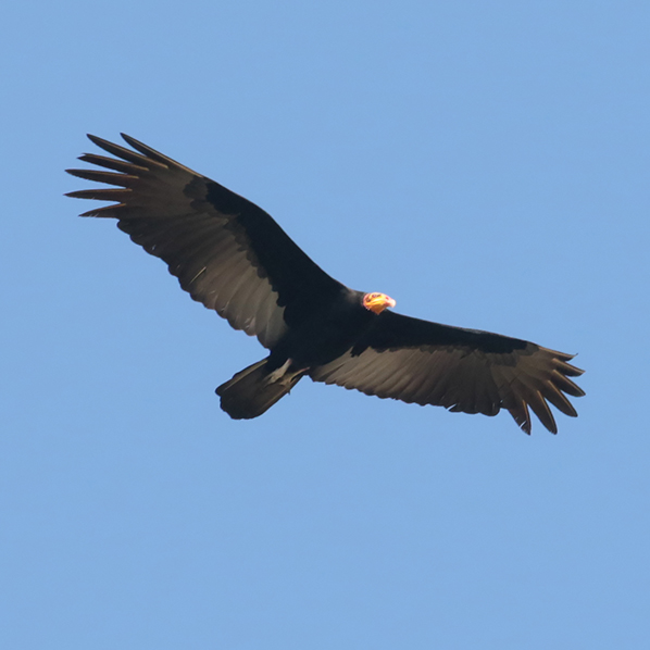 Greater Yellow-headed Vulture